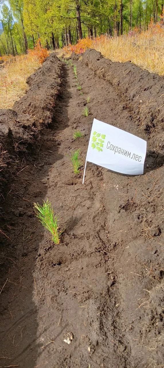 В Туве восстановили более 11 тысяч гектаров леса в 2025 году В Туве восстановили более 11 тысяч гектаров леса в 2025 году