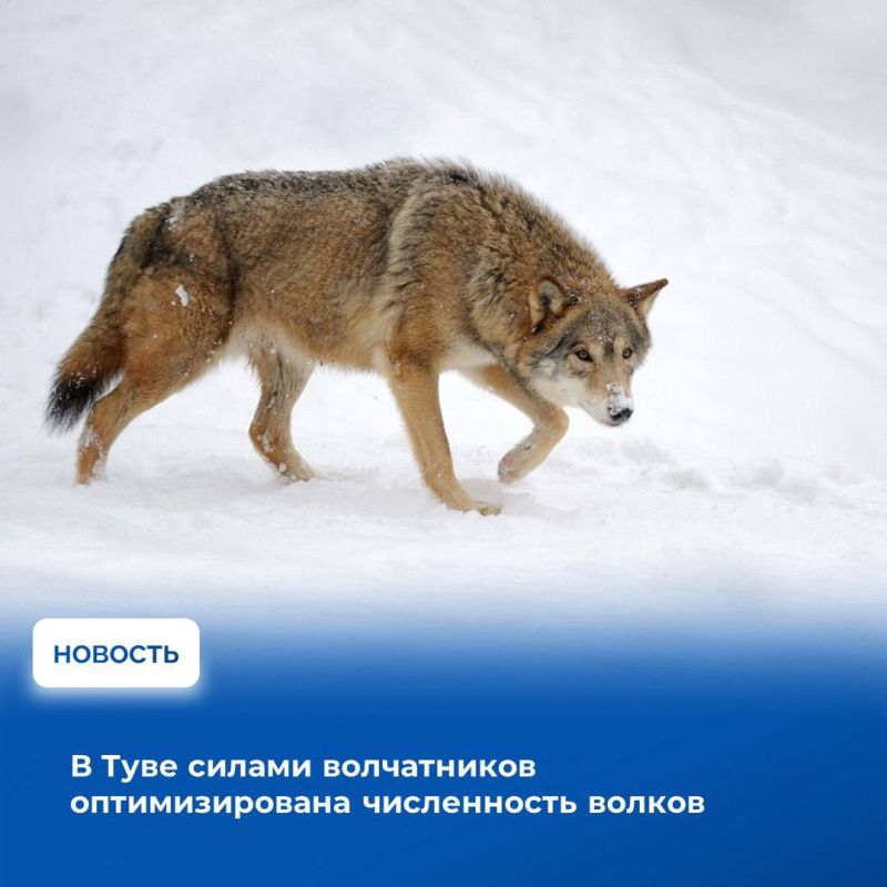 С начала года в рамках регулирования численности волков охотничьими инспекторами Госкомохотнадзора Тувы было добыто 398 волков, из них за последнюю неделю — 14 особей в Дзун-Хемчикском, Эрзинском,Тес-Хемском, Каа-Хемском и...