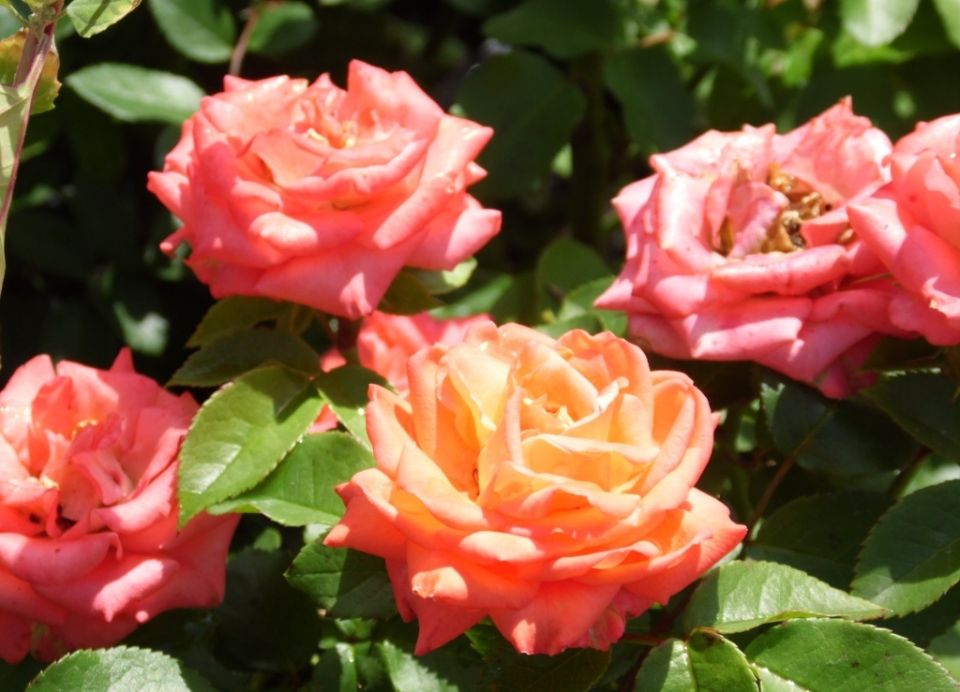 ��������� ��� ���� �����-����