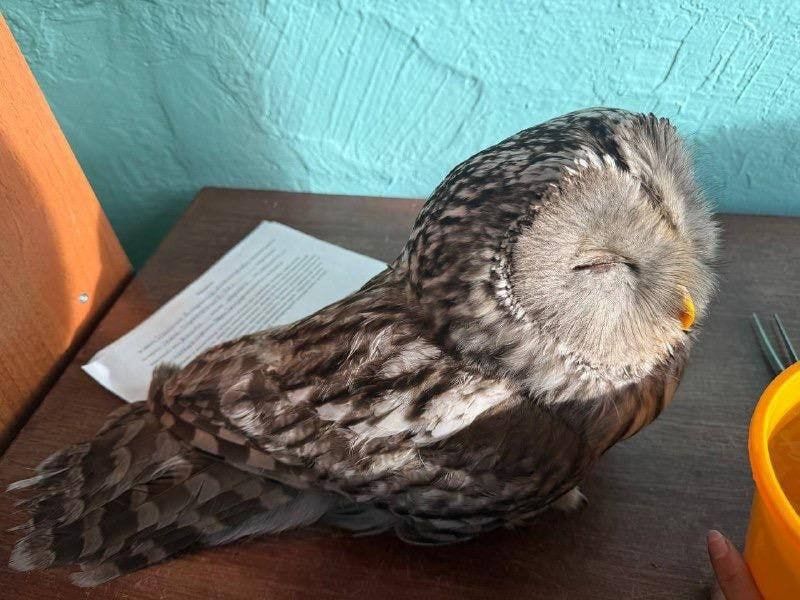 ���������� ����-���� ������ ������� ������ ����