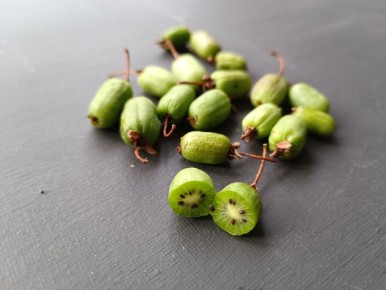 Как вырастить киви в суровом климате: секреты актинидии