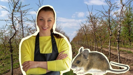 ����������� ������ ������ ����� ������ ���� � ����� ������: ��������� ��� ������