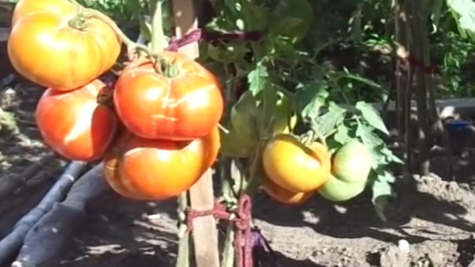 ������ � ������� ������������: ������ ����� ��� ������ �������