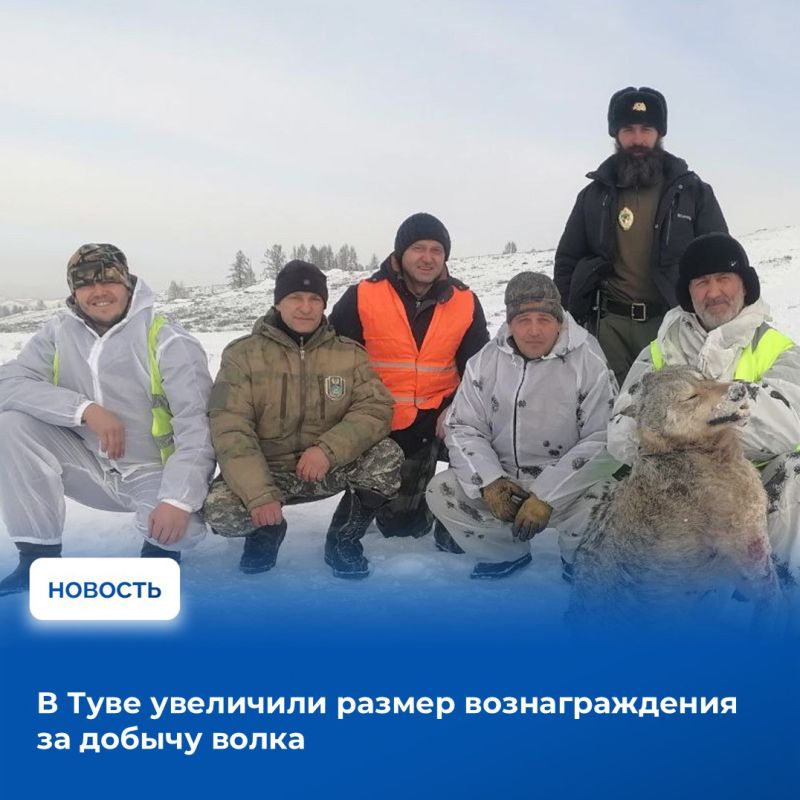 Решение о пересмотре размера вознаграждения за добычу волков было принято на заседании Правительства Республики Тыва, которое состоялось 26 декабря под председательством Главы региона Владислава Ховалыга