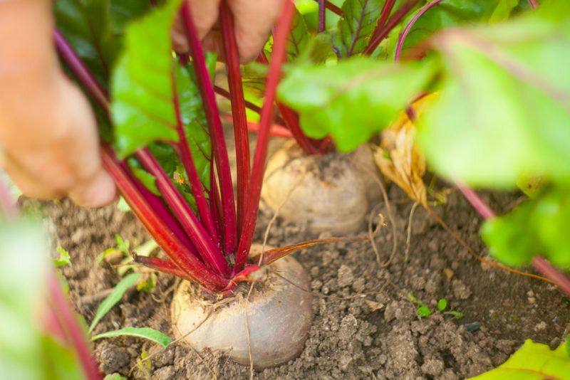 Успешная посадка свеклы: секреты урожайности
