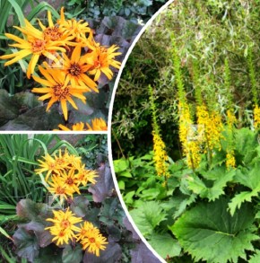 ����������� ���������: ������� ���� � ��������������� �����