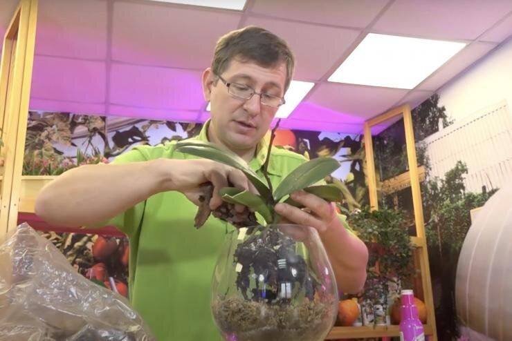 Искусство пересадки орхидей: откройте новые горизонты для ваших зеленых любимцев