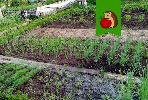 Январские приметы: как предсказать урожай на лето 2026 года