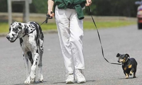 ��� �������� �� ��������: ���������� ����� � �������� ������