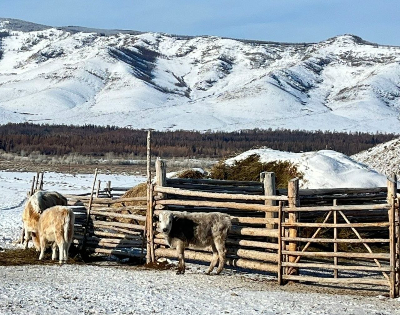 вр кожуун чагыргазыны кдээ ажыл-агый эргелелини ажылдакчылары узун байырлалдар хннеринде кыштагларже ншкннерни чорудуп турарын чагырга чери дынаткан вр кожуун чагыргазыны кдээ ажыл-агый эргелелини ажылдакчылары узун байырлалдар хннеринде кыштагларже ншкннерни чорудуп турарын чагырга чери дынаткан