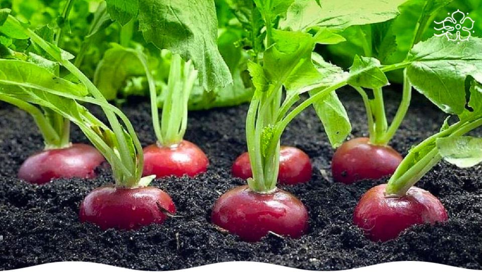 ����� �� �����: ������������ ������ � �������� ��� ������ �������