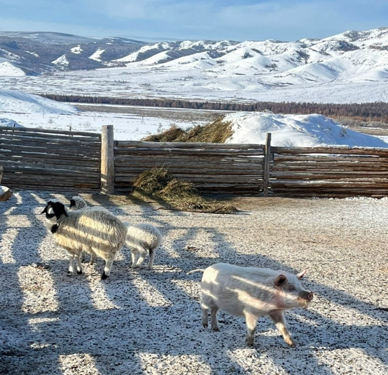вр кожуун чагыргазыны кдээ ажыл-агый эргелелини ажылдакчылары узун байырлалдар хннеринде кыштагларже ншкннерни чорудуп турарын чагырга чери дынаткан вр кожуун чагыргазыны кдээ ажыл-агый эргелелини ажылдакчылары узун байырлалдар хннеринде кыштагларже ншкннерни чорудуп турарын чагырга чери дынаткан