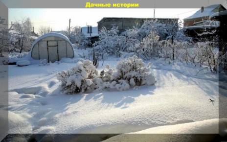 Январь на даче: важные дела для успешного сезона