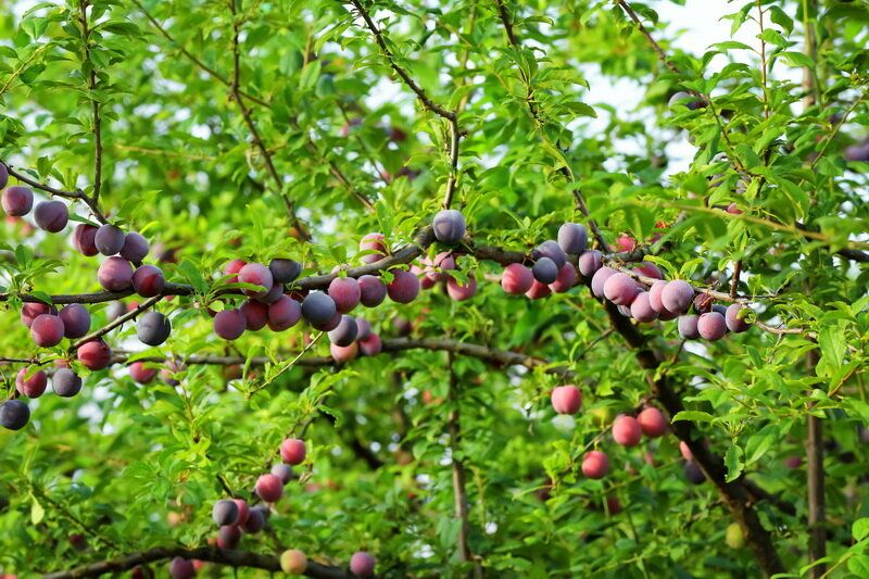 ��� �������� �������� ����� �� ��������: ������� ����������� ��� ���������