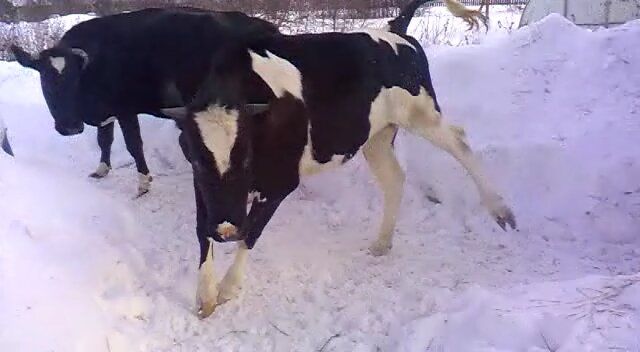 ��� ���������� � ����������� ��������: ������ � ������������