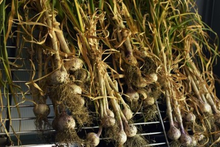 ��� ������ ������� ������� ������: ��� �������� ����� ������� � �������