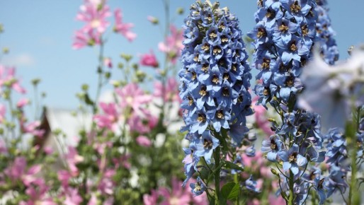 Секреты успешного размножения дельфиниумов: заморозка семян как ключ к высокой всхожести