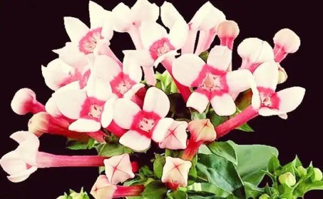 ��������: ���� � ������� �� ����� �����������