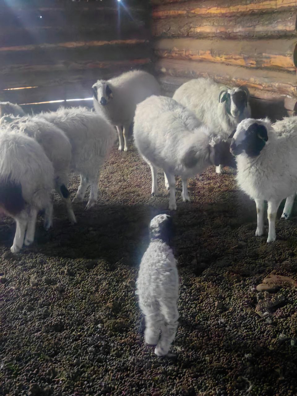 Ветераны СВО участвуют в муниципальной программе Дзун-Хемчикского района по развитию овцеводства Ветераны СВО участвуют в муниципальной программе Дзун-Хемчикского района по развитию овцеводства