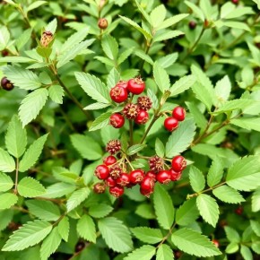 ������ ��������: ���� ����������� �������� �������� �� ����