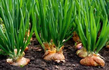 ��� ��������� ��������� ������� ��� ����: ������� ��������� ������