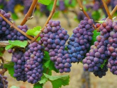 ��� ��������� ������� �������� ���� � �������� �������