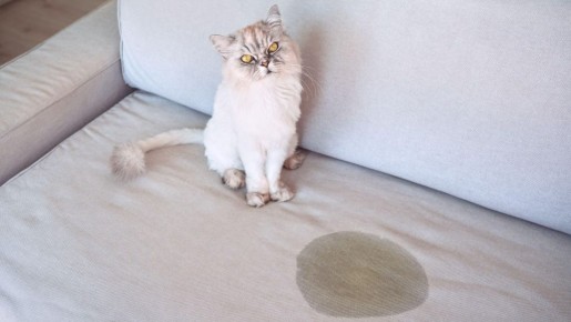 �� �������� �������� �� ������� ������ ���� �������: �� ��������� � �����