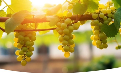 ���� �� ���������� ������: �������� � �������