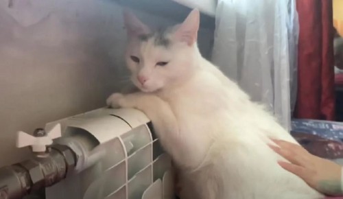 ��� ���������� ����������� � ������ ����: ������ �����������