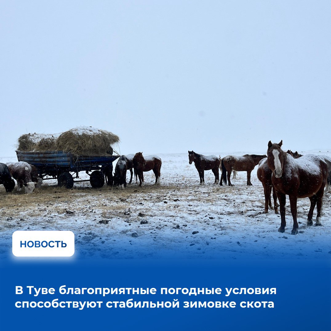 Глава республики Владислав Ховалыг заслушал доклады членов оперативного штаба при Правительстве Тувы по контролю за прохождением зимовки скота