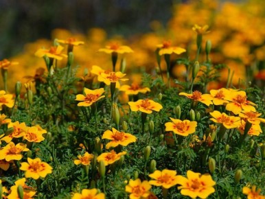 �����, ������� �������� ������ �� ����������