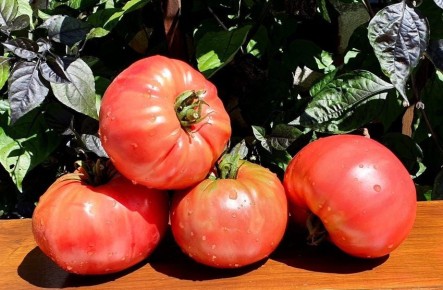 ���������� ���� ������� "������� ��������" � ��� ����� ����� � �������� ��� ������ �������