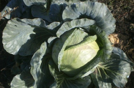 ��� ��������� ������� �� ����: ��� ���������� ������� ��� ����������� ������