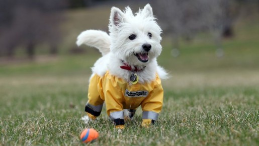 ����� ��� ������: ��� �������� ���� �� ������ �������� �������� �� ��������� �������