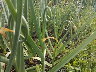 ������� �������: ��� ��������� ������� � ������������ ������