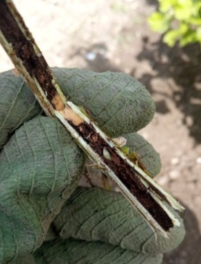 почему садоводам следует обратить внимание на вредителей растений