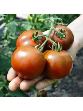 ����� �����: ����������� ������ � ������� ������������� � ��������