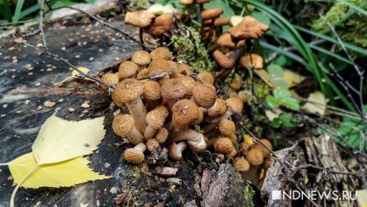 ������� ����� ������������: ������� �������� ��������� ���� ����