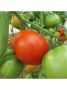 Томат «Уральский гигант»: крупноплодный сорт с мясистой мякотью для теплиц