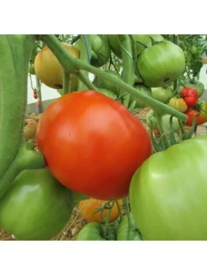 Томат «Уральский гигант»: крупноплодный сорт с мясистой мякотью для теплиц