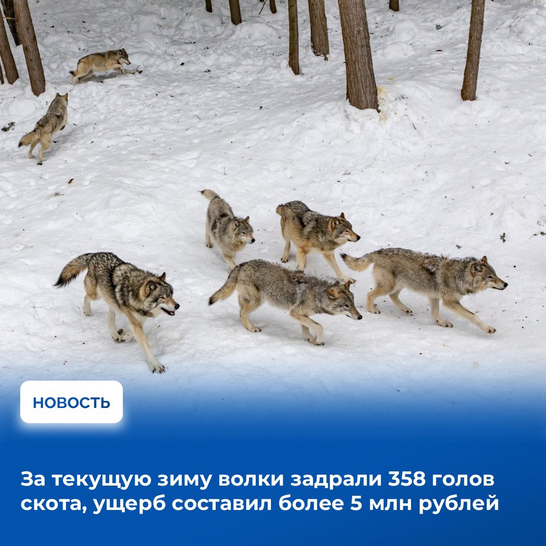 На аппаратном совещании в Правительстве Тувы рассмотрели итоги прошлой недели На аппаратном совещании в Правительстве Тувы рассмотрели итоги прошлой недели