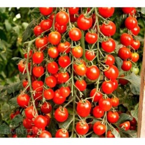 ����� ���������� ������: ������� ����������� � ��������� ����