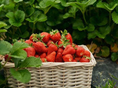 Как вырастить идеальную клубнику: три натуральных секрета