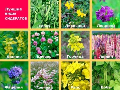 Сидераты: секреты здорового огорода