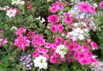 ����� �� �������: ��� ������� ��������� ���������� ����� ���������