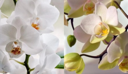 ��� ������������� ������� ���, ����� ��� ����� ����� ������� ���