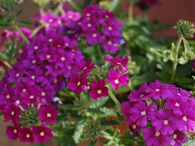 ������� ������� ������� ���������� ������ ��� ������� ��������