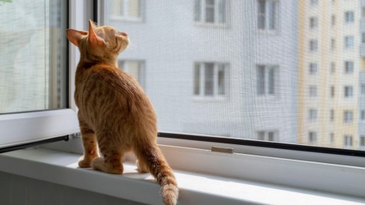 ��������� ��������� ��������� ����� �� ���-���: ���� ����� �� �����������