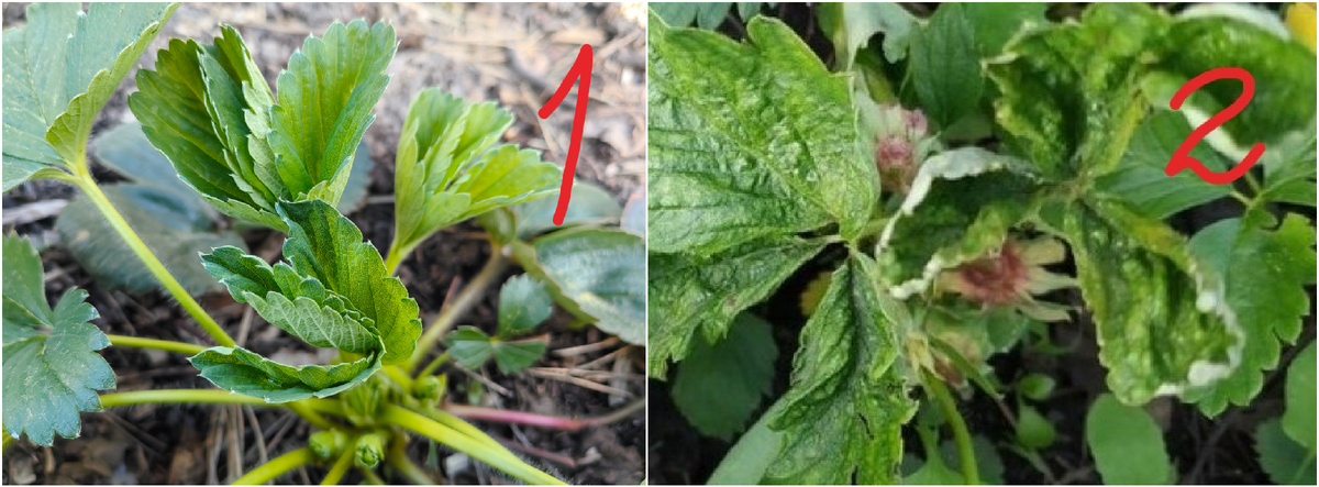 Как защитить клубнику от вредителей: советы и хитрости