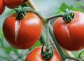 Как защитить помидоры от трещин: эффективные советы для теплицы